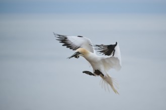 Northern gannet (Morus bassanus) landing with nesting material in its beak, wildlife, Helgoland,