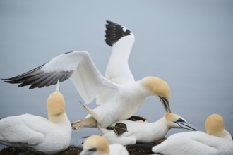 Northern gannet (Morus bassanus) couple, pairing, wildlife, Heligoland, Germany, Europe