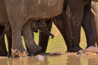 African elephant (Loxodonta africana), young animal, calf, baby elephant, mother, young animal with
