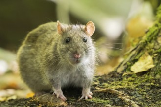 A Norway rat (Rattus norvegicus) sitting on the ground in the forest, surrounded by moss and