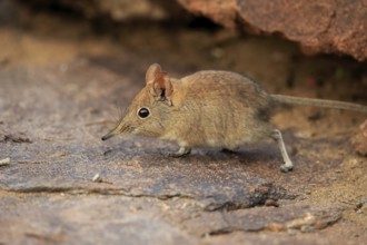 Short-eared elephant shrew, (Macroscelides probosideus), adult, foraging, Mountain Zebra National