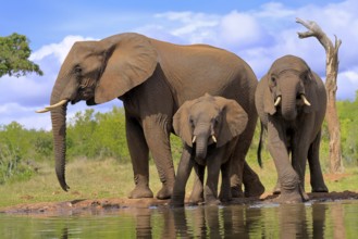 African elephant (Loxodonta africana), adult, juvenile, group, group with juveniles, at the water,