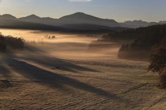 Morning fog in front of mountains, autumn, near Murnau, behind Jochberg, Bavaria, Germany, Europe