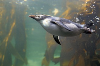 Rockhopper penguin (Eudyptes chrysocome), adult, in water, swimming, South Africa, Africa