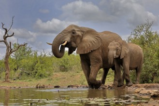 African elephant (Loxodonta africana), adult, bull, male, young, bull with young, at the water,