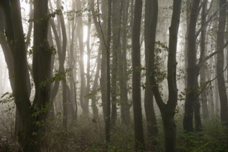 Morning sun penetrates the fog in the deciduous forest, North Rhine-Westphalia, Germany, Europe