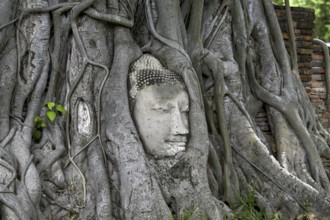 Sandstone Buddha head at the foot of a Bodhi tree in Wat Mahathat, Temple of the Great and Holy