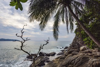 Wild beach with surf on the coast facing the Indian Ocean. Palm trees and high waves at sunset.