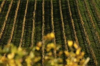vineyard, vines, grapevines, winegrowing, autumn colouring, autumn, graphic, Strümpfelbach,