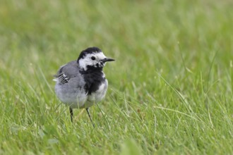 White wagtail (Motacilla alba) foraging on a lawn in a garden, Wilnsdorf, North Rhine-Westphalia,