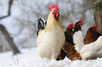 White cock surrounded by chickens in the snow in front of a tree, domestic fowl (Gallus gallus