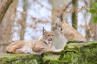 Eurasian lynx (Lynx lynx) mother with her youngster lying on a rock, Bavaria, Germany, Europe