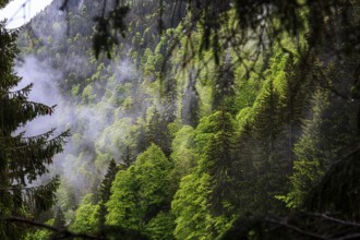 Dense coniferous forest in the mountains with a light mist that emphasises the lush green tones of