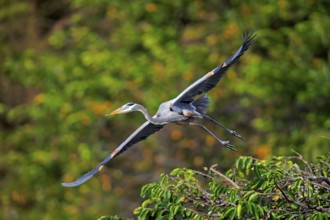 Canada Heron (Ardea herodias), adult flying, Wakodahatchee Wetlands, Delray Beach, Florida, USA,