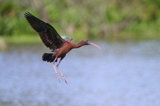Glossy ibis, (Plegadis falcinellus), flying near a lake, Wakodahatchee Wetlands, Delray Beach,