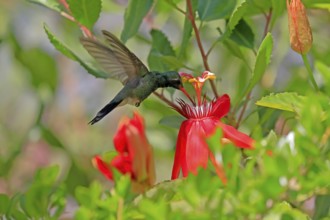 Broad-billed hummingbird (Cynanthus latirostris), adult, male, flying, on flower, foraging, Sonoran