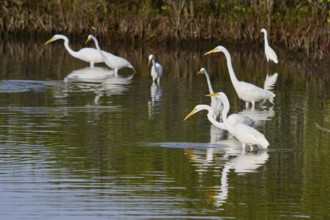 Great Egret (Egretta alba), group standing in a calm body of water surrounded by green vegetation,