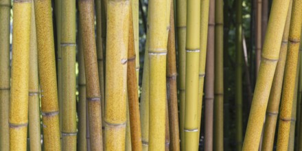 Rough yellow bamboo, Phyllostachys aureosulcata, Lake Constance region, Baden-Württemberg, Germany,