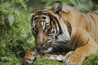 Sumatran tiger (Panthera tigris sumatrae), feeding, captive, occurring on Sumatra, Indonesia, Asia