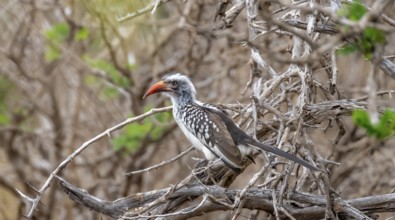 Mopanetoko (Tockus rufirostris) (Tockus erythrorhynchus rufirostris) sitting on a leafless branch,
