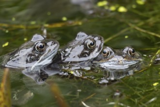 Common frog (Rana temporaria) three adults in a garden pond in the spring, Suffolk, England, United