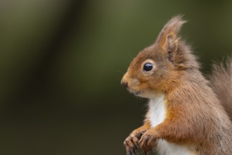 Red squirrel (Sciurus vulgaris) adult animal portrait, Yorkshire, England, United Kingdom, Europe