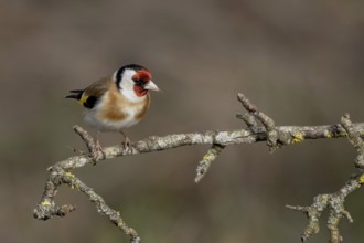 European goldfinch (Carduelis carduelis) sitting on a deadwood branch, Austria, Upper Austria,
