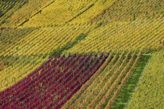 Vineyards in autumn, Rotenberg, Stuttgart, Baden-Württemberg, Germany, Europe