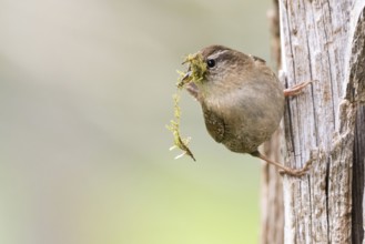 Eurasian wren (Troglodytes troglodytes) holding green moss, nesting material, in its beak and