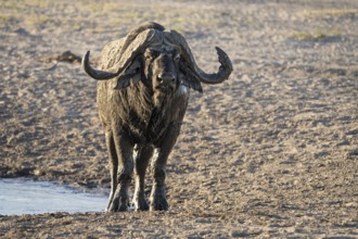Buffalo, Syncerus caffer, portrait horizontal of wild animal facing the camera, full size. Savuti,