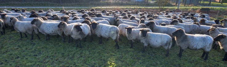 Black-headed domestic sheep (Ovis gmelini aries) on the pasture in the early morning backlit,