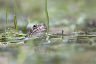 Common frog (Rana temporaria) in spawning waters, Austria, Upper Austria, Europe