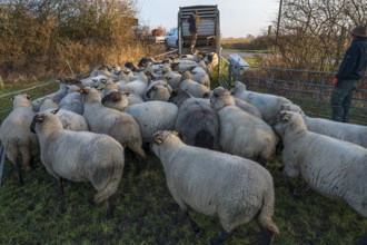 Black-headed domestic sheep (Ovis gmelini aries) being loaded onto a double-decker cattle trailer,