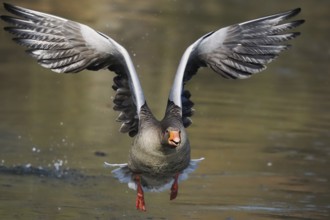 A greylag goose (Anser anser) in flight over water with wings spread wide, frontal view, Hesse,