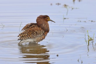 Ruff (Philomachus pugnax), adult male in splendid plumage with erect ruff, courtship display,