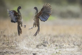 Chacochachalaca (Ortalis canicollis), aerial combat, Pantanal, Brazil, South America