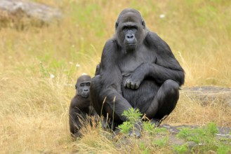Western gorilla (Gorilla gorilla), adult, female, with young, sitting, on ground