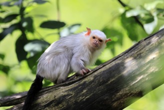 Silver marmoset (Mico argentatus, Syn.: Callithrix argentata), silver marmoset, adult, tree trunk,