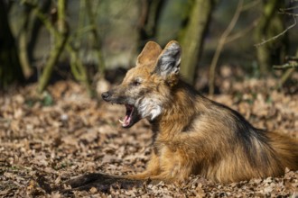 Maned wolf (Chrysocyon brachyurus) in a forest, captive, Germany, Europe