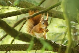 Red squirrel (Sciurus vulgaris) in a forest, Bavaria, Gernany
