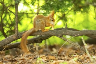 Red squirrel (Sciurus vulgaris) in a forest, Bavaria, Gernany
