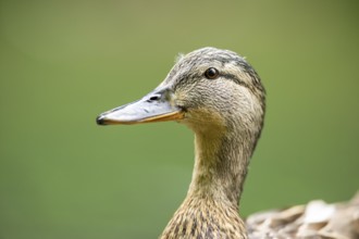 Wild duck (Anas platyrhynchos) female, portrait, Bavaria, Germany, Europe