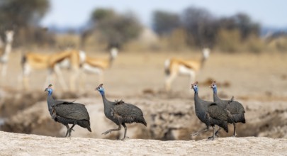 Helmeted guinea fowl (Numida meleagris), group at the waterhole, Nxai Pan National Park, Botswana,