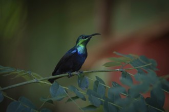 Male sunbird in the rainforests of Analamazaotra National Park in eastern Madagascar