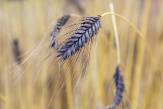 Black emmer (Triticum dicoccon var.atratum), spike, Burggarten Cadolzburg, Bavaria, Germany, Europe