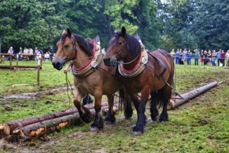Two back horses, cold-blooded horses at work, pulling logs, demonstration, Horse Park 2017 event,