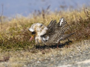 Ruff (Calidris pugnax) male in breeding plumage displaying at lek, Pokka, Finnish Lapland