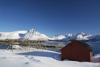 On the beach of Barstrand on the island of Gimsoymyrene, Lofoten, in Norway in winter, Norway,