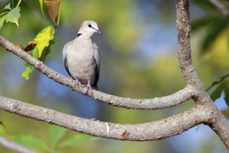 Red-crested Pigeon, (Streptopelia vinacea), Red-winged Turtle Dove, Morgan Kunda lodge / road to