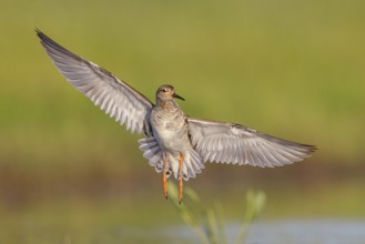Ruff (Philomachus pugnax), female in flight, Narew, Bialystok, Podlasie, Poland, Europe